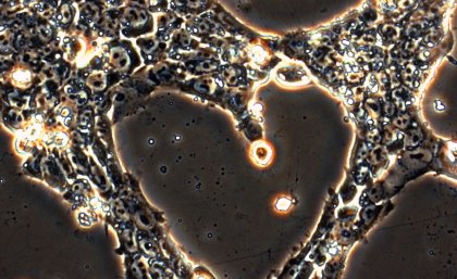 Stem cells: Study offers clues to how they are programmed Stem cells: Study offers clues to how they are programmed